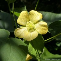 Abutilon subumbellatum Philcox